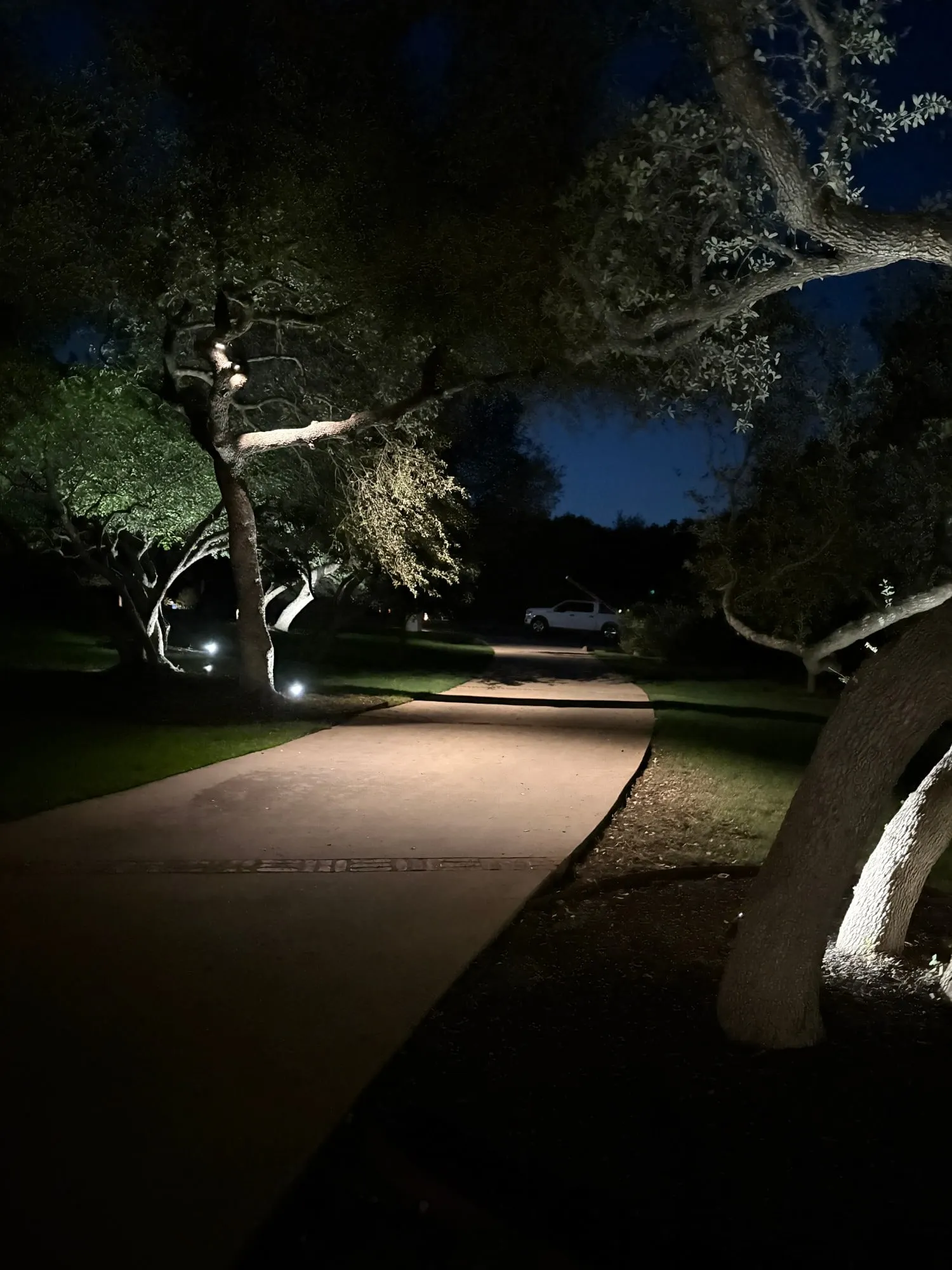 Driveway winding under live oaks, with uplit trunks and canopies lighting the way