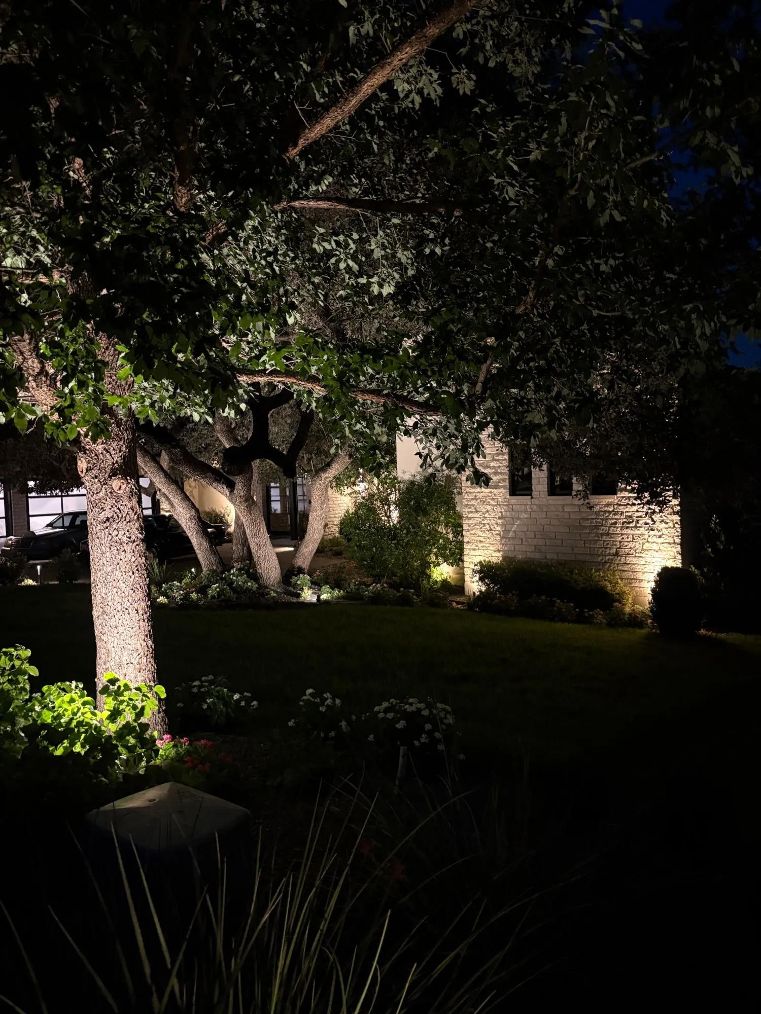 Oak trunk and canopy uplit, with light grazing a stone wall behind