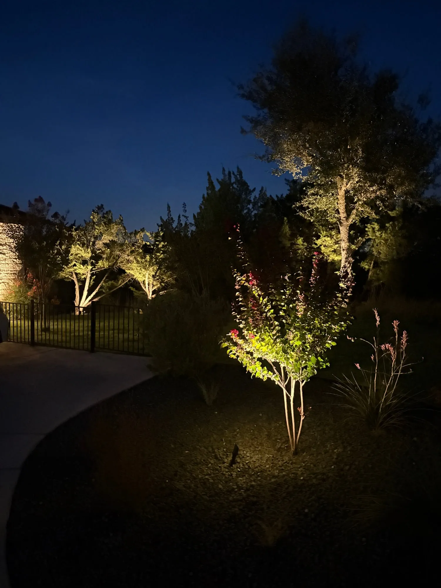 Crepe myrtle uplit in a planting bed, with oaks lit in the background