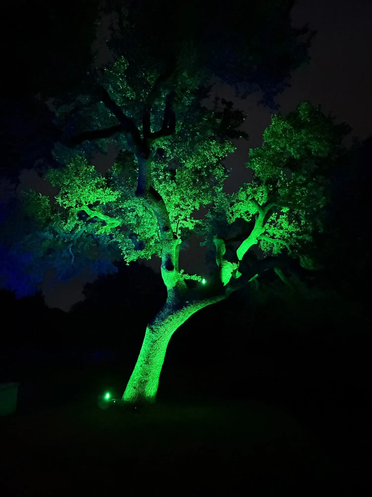 The same live oak with color-changing uplights set to green
