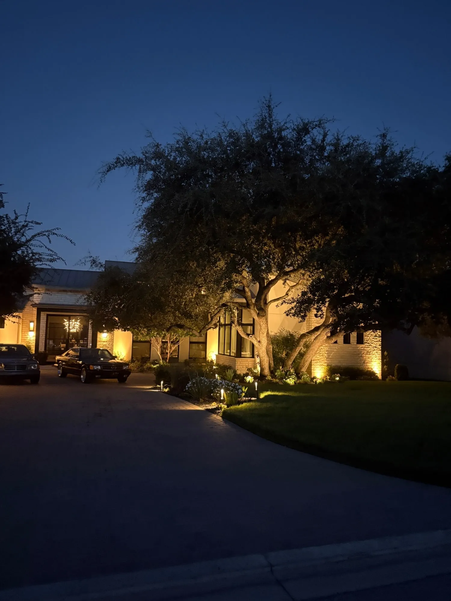 Sprawling live oak uplit in front of a modern home, with path lights along the drive