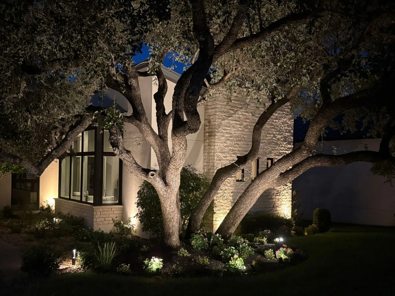 Multi-trunk live oak uplit in front of a modern home, with lit beds and path lights