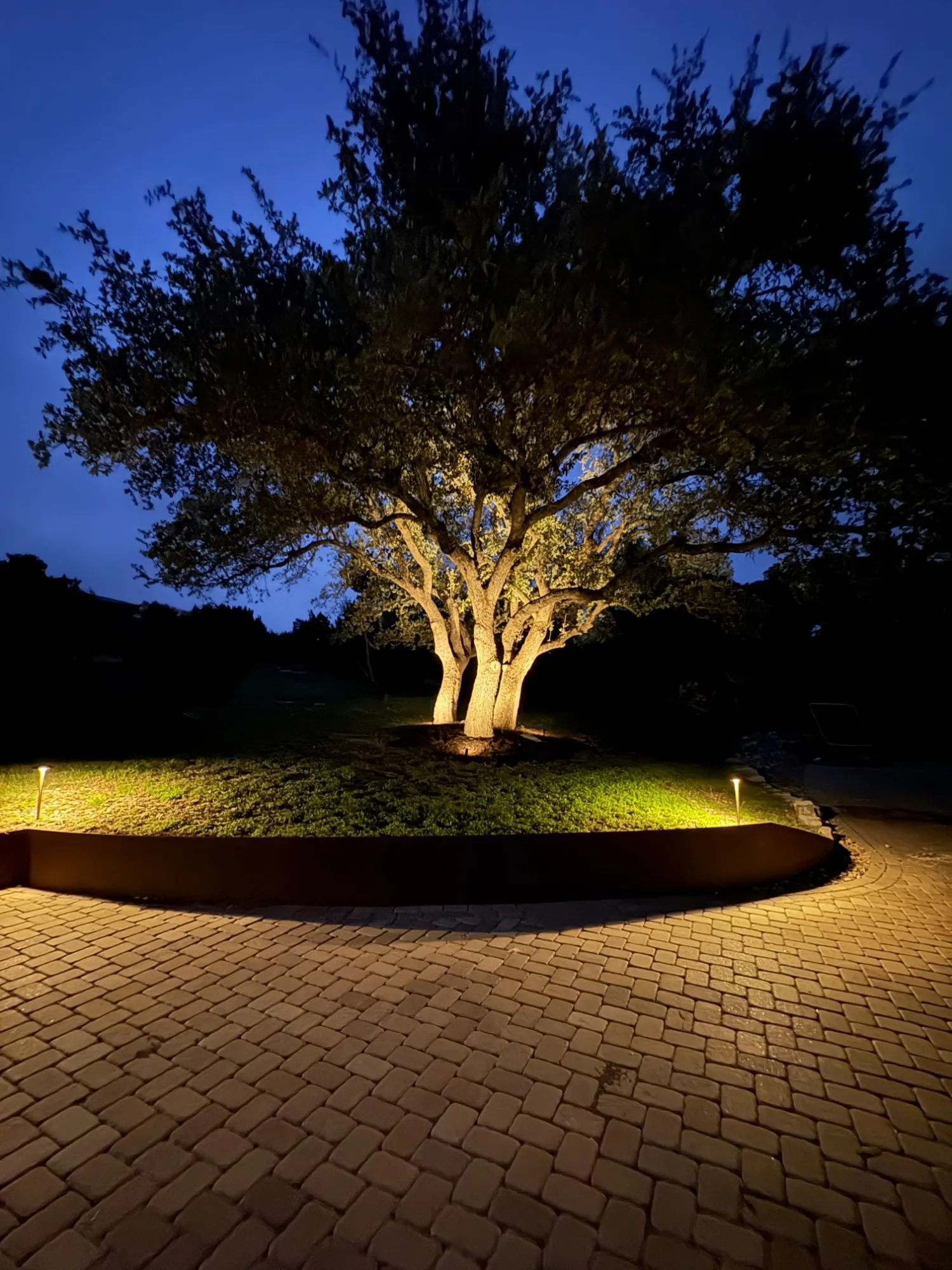 Multi-trunk live oak uplit inside a steel-edged bed, with path lights along a paver drive