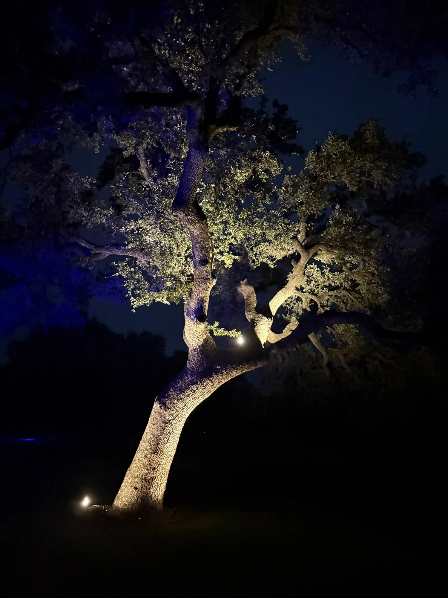 Mature live oak uplit in warm white