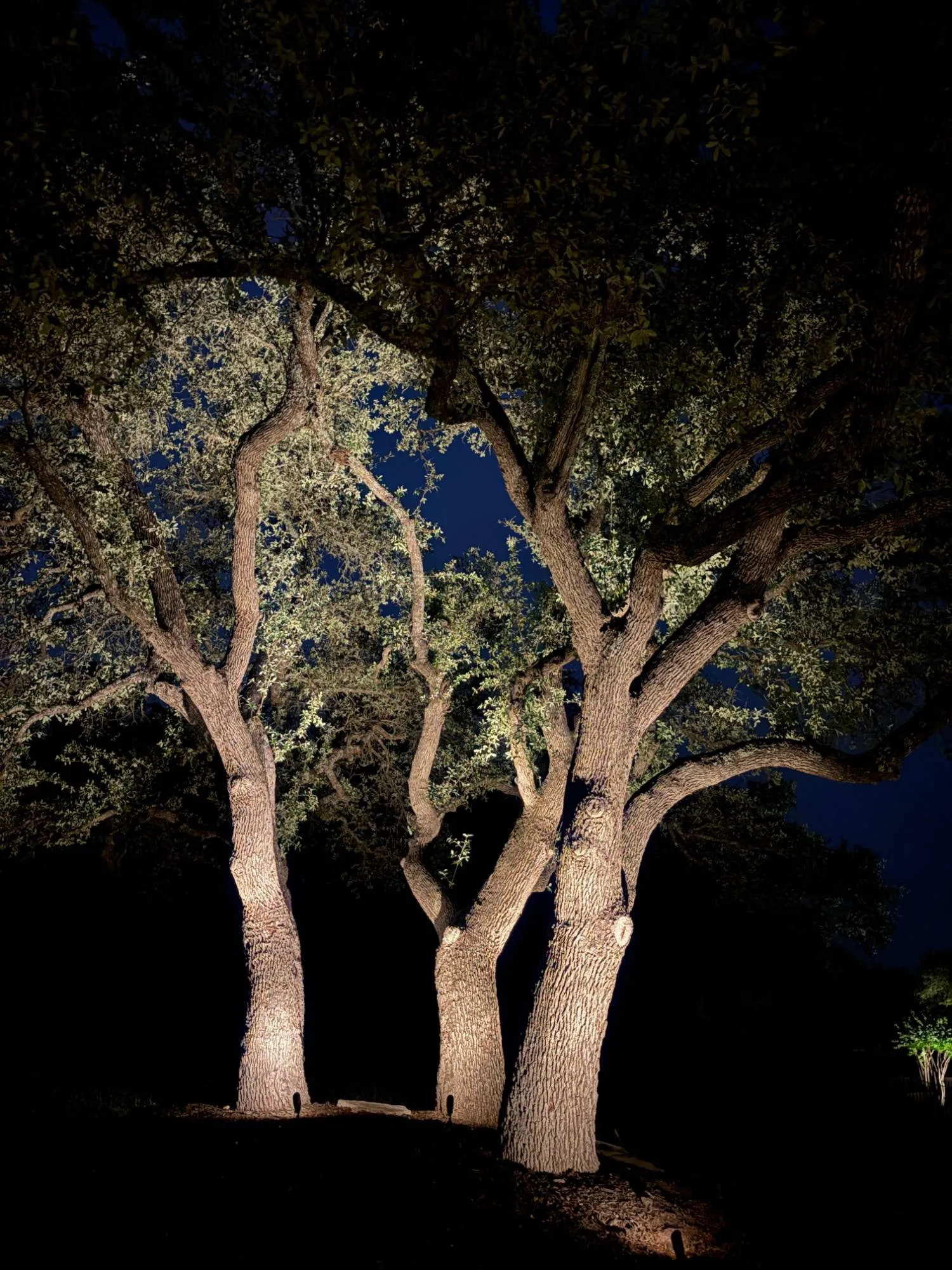 Three live oak trunks uplit into the canopy against the night sky